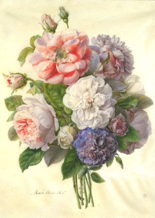 【V&A_O】ポストカード(ボタニカルローズ)