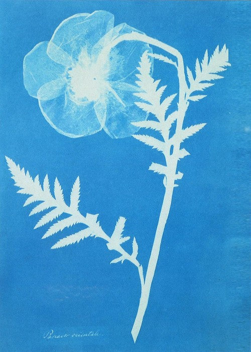 【V&A_O】ポストカード(オリエンタルポピー)