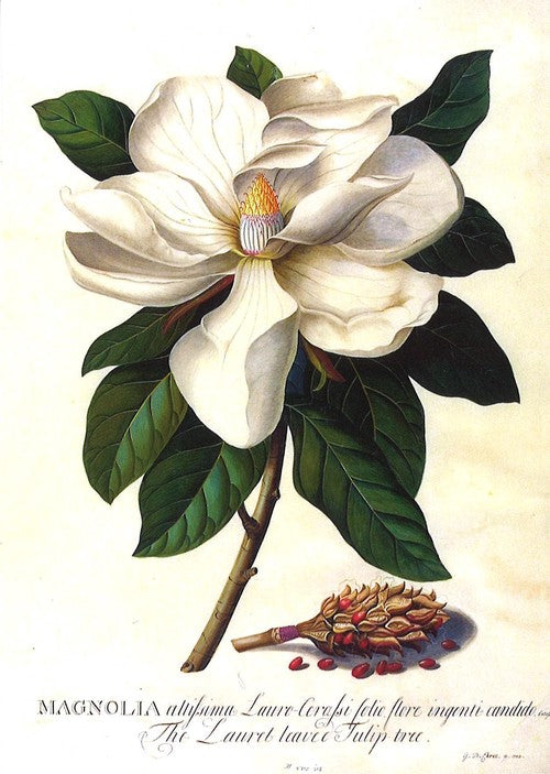 【V&A_O】ポストカード(マグノリア グランディフローラ )